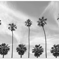 Art Prints of Palm Trees in La Jolla, California