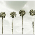 Palm Trees at the coast | Vintage