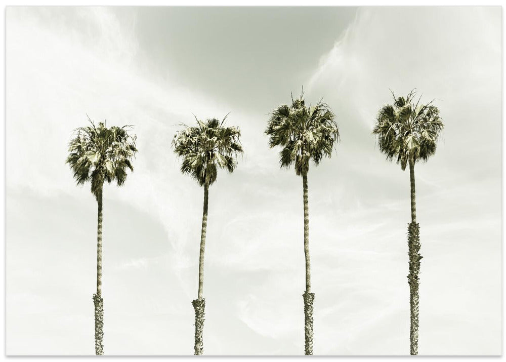 Palm Trees at the coast | Vintage