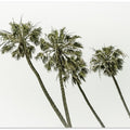 Palm trees by the sea | Vintage