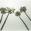 Lovely vintage palm trees in the sun