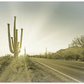 SAGUARO NATIONAL PARK Setting Sun | Vintage
