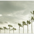 Vintage Palm Trees at the beach