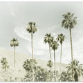 Palm Trees in the desert | Vintage