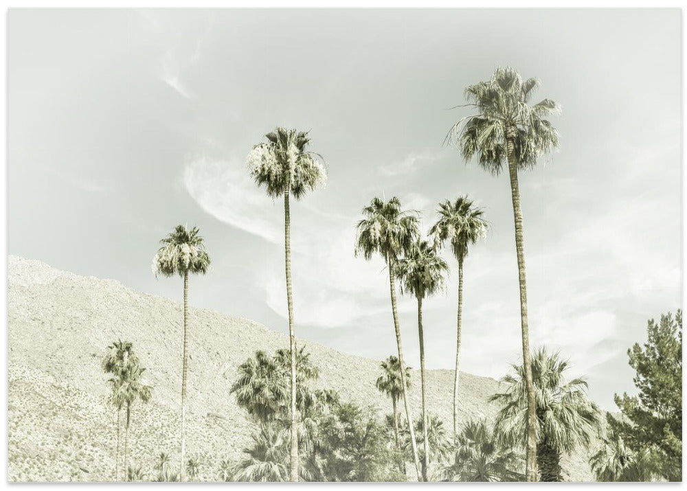 Palm Trees in the desert | Vintage
