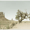 MONUMENT VALLEY Vintage West Mitten Butte and Tree