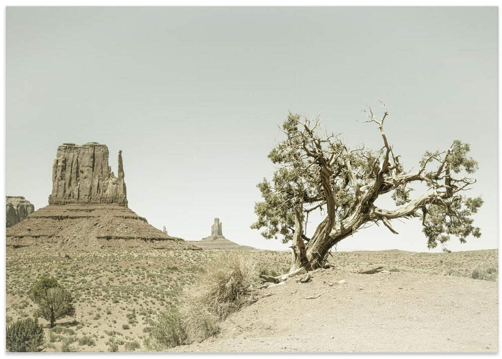 MONUMENT VALLEY Vintage West Mitten Butte and Tree