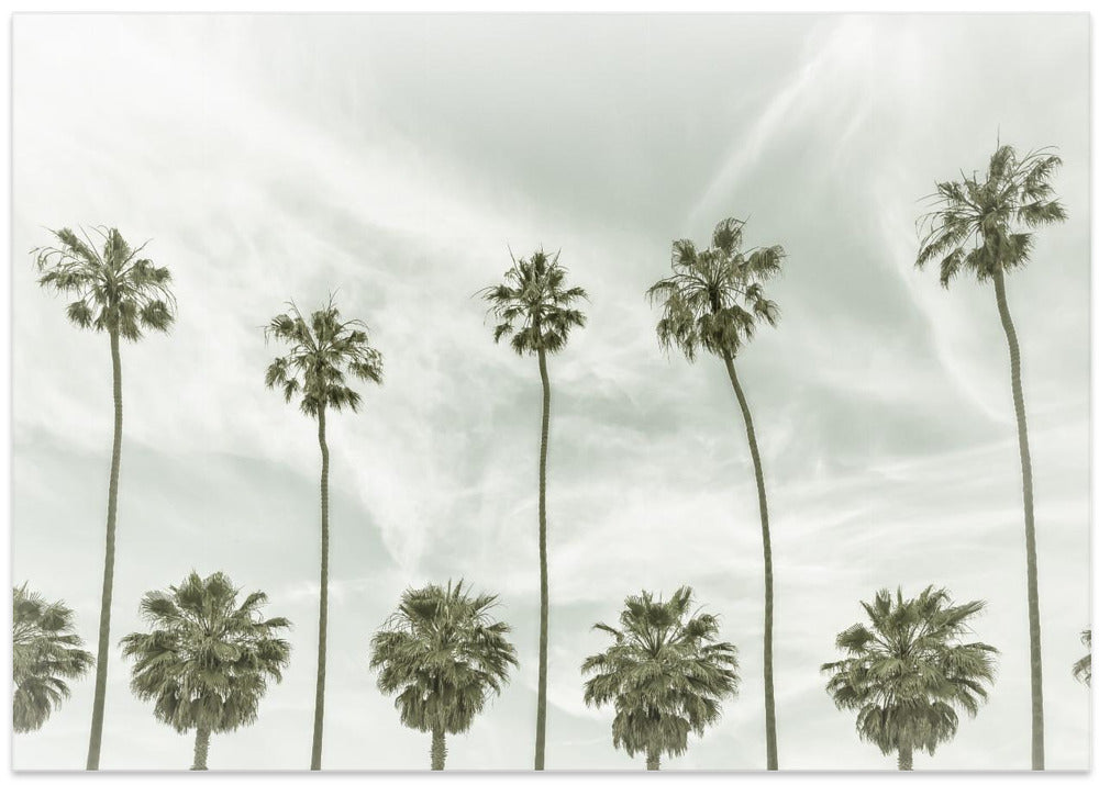 California vintage palm trees