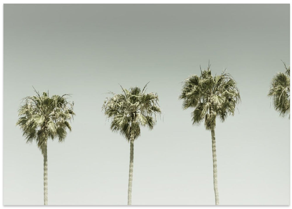 Panoramic Vintage Palm Trees