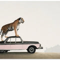 Art Prints of Tiger om a car roof