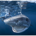 Very close up of Tiger Shark