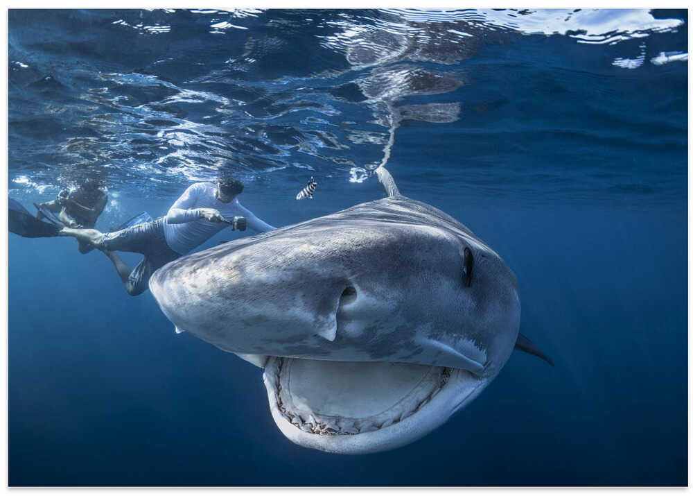 Very close up of Tiger Shark
