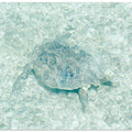 Turtle underwater