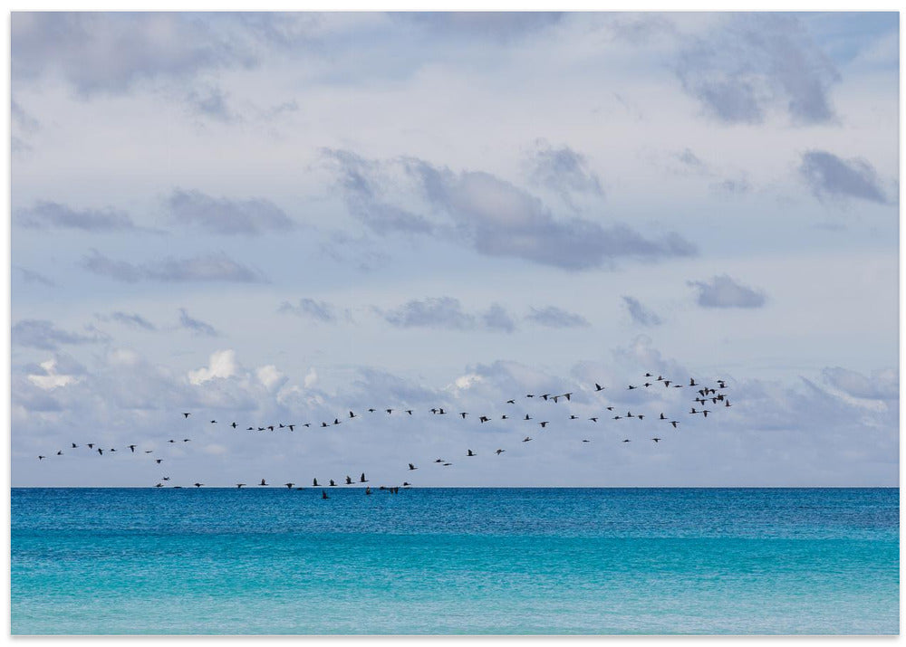 Birds at the sea