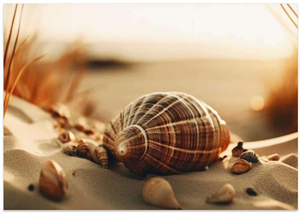 Dunes' Silent Shells