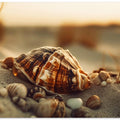 Shells at Sunset