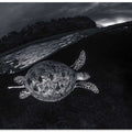Monochrone, Split Level and Green Sea Turtle