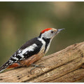 Middle spotted woodpecker.