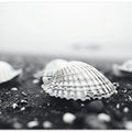 Seashell Serenity