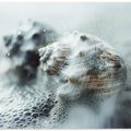Shells in Ocean Mist