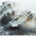 Seashell Serenity