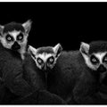 Lemur Trio
