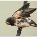 A young swallow: ready to fly.