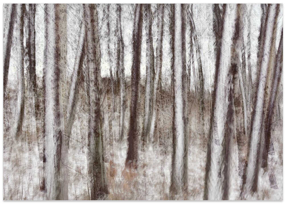 Winter trees