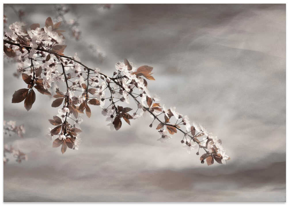 Cherry spring     ng g