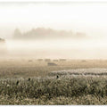 Cattle in Morning Mist