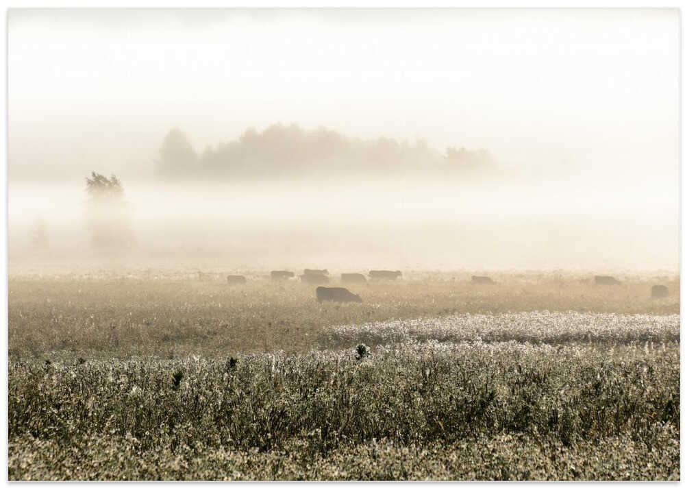 Cattle in Morning Mist