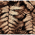 Fall fern