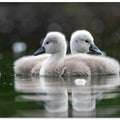 Wild swan babies on the lake