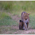 leopard family