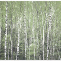 In the birch forest
