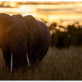 elephant sunrise