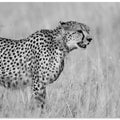 Side view of cheetah standing on field