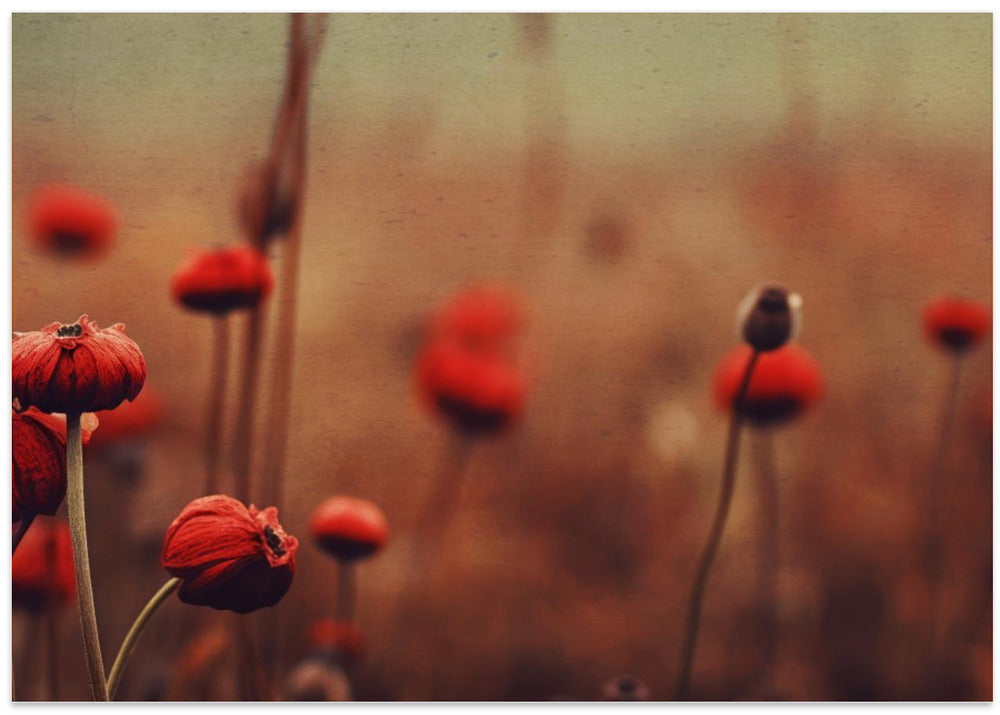 Poppy Dreams