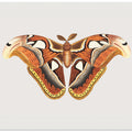 Atlas Moth