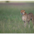 A cheetah on the hunt