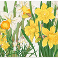 Daffodil No.2