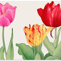 Tulips No.2