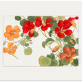 Nasturtium Flower