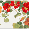 Nasturtium Flower No.2