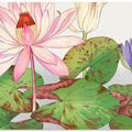 Nymphaea Lotus No.2