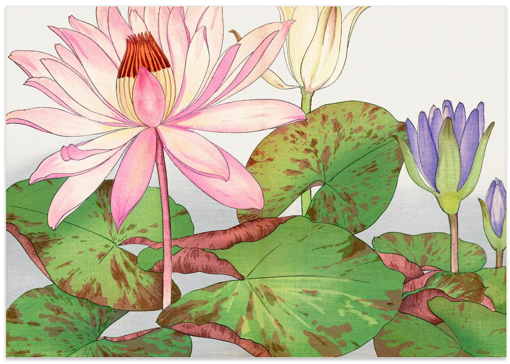 Nymphaea Lotus No.2