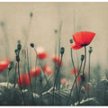 Poppies in the Mist