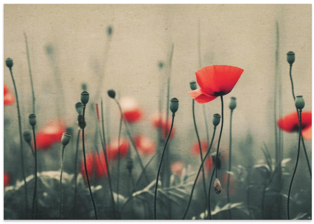 Poppies in the Mist