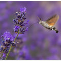 Hummingbird Hawk Moth