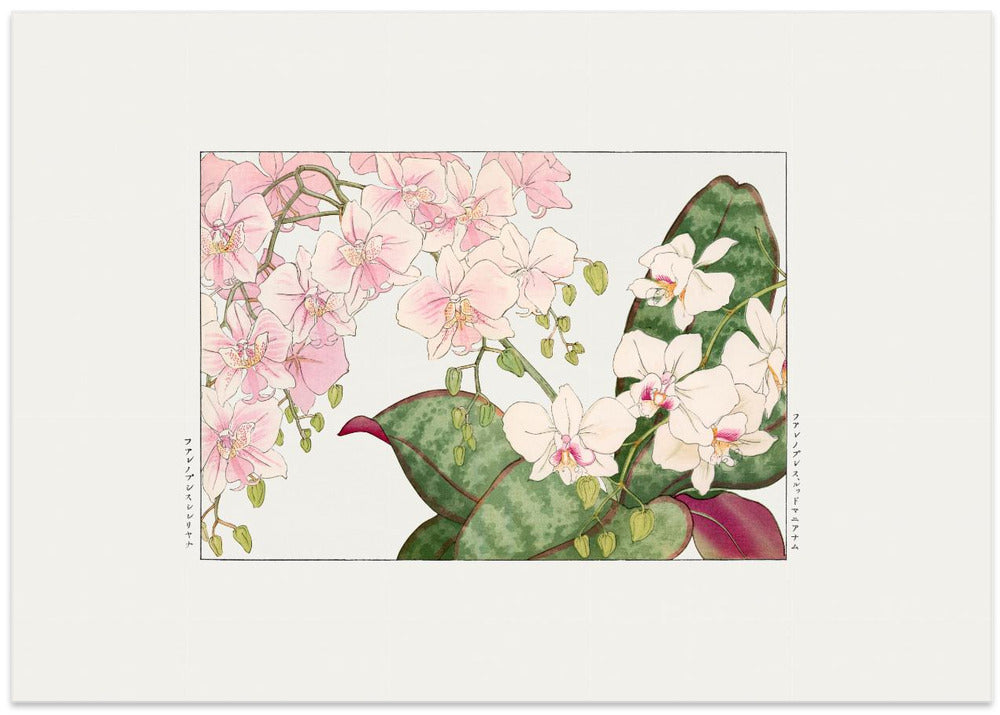 Vintage Orchid Flower